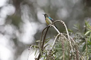 Passerine Species Prints: Variable Sunbird (Cinnyris venustus)