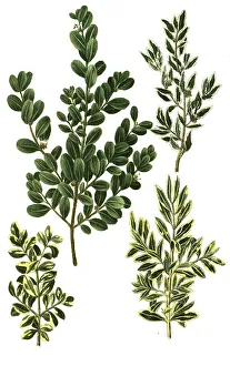 Natural Healing Methods Prints: Variants of common box (Buxus sempervirens)