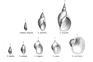 Historical Animal Depictions Prints: Various forms of the genus Limnaea