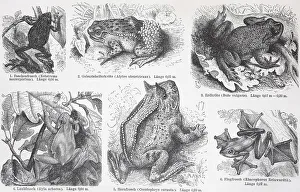 Historic Frogs and Toads Print