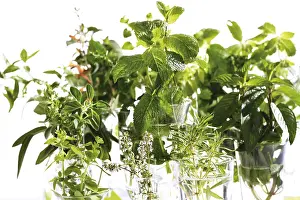 Kitchen Herbs Prints: Various kitchen herbs