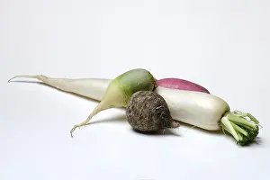Grocery Store Vegetables Prints: Various radishes, optional