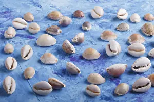 Flat Lay Design Prints: Various seashells pattern on a blue concrete background