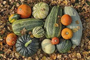 Colorful Vegetables Prints: Various squashes in autumn