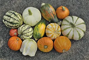 Vegetarian Grocery List Prints: Various squashes on a slab