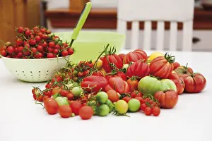 Studio Shot Tomatoes Prints: Various tomato varieties