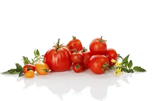 Cherry Tomatoes Prints: Various tomato on white background