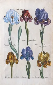 Various types of errors (Iris), hand-coloured copper engraving Print, 1719