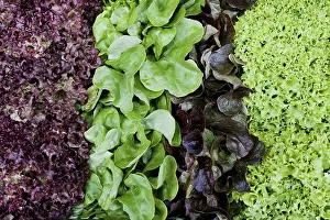 Leafy Vegetable Images Prints: Various types of lettuce