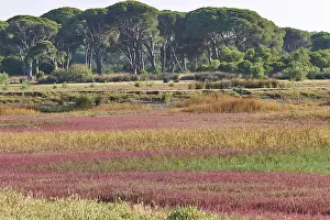 Peloponnese Landscape Prints: Vast landscape with an array of trees and multi-coloured vegetation