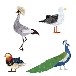 Studio Shot Of Birds Prints: Vector birds set over white background