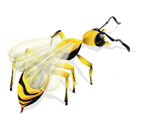 White Background Insect Prints: Vector drawing of a wasp and shadow over white background