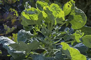 Deserted Vegetable Garden Prints: Vegetable cabbage (Brassica oleracea) on a vegetable patch