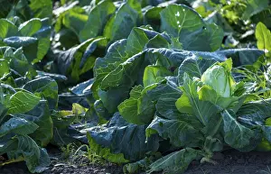 Central Europe Farming Landscape Prints: Vegetable field with pointed cabbage