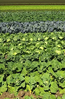 Green Agricultural Landscape Prints: Vegetable field with Savoy cabbage