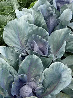Vegetable Garden Images Prints: Vegetable Garden, Blue Cabbage