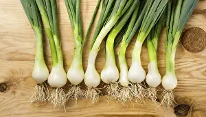 Deserted Garden Vegetables Prints: Vegetable, spring onion or spring onion