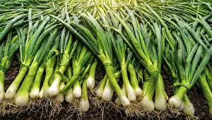 Southern Germany Crops Prints: Vegetable, spring onion or spring onion