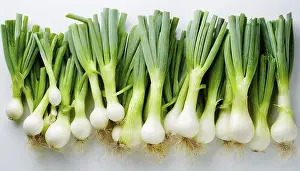 Garden Vegetables Prints: Vegetable, spring onion or spring onion