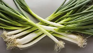 Garden Produce Prints: Vegetable, spring onion or spring onion