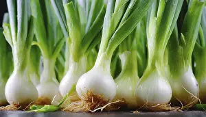 Deserted Vegetable Garden Prints: Vegetable, spring onion or spring onion