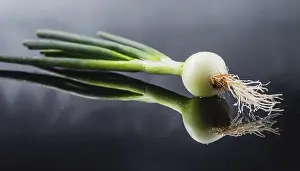 Deserted Garden Vegetables Prints: Vegetable, spring onion or spring onion