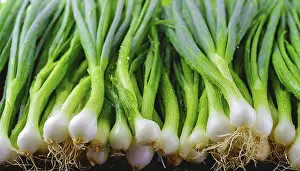 Spring Onion Prints: Vegetable, spring onion or spring onion