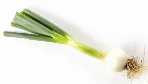 Deserted Garden Vegetables Prints: Vegetable, spring onion or spring onion