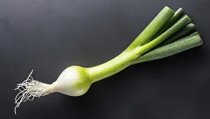 Spring Onion Prints: Vegetable, spring onion or spring onion