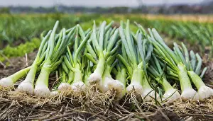 Spring Onion Prints: Vegetable, spring onion or spring onion