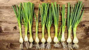 Spring Onion Prints: Vegetable, spring onion or spring onion