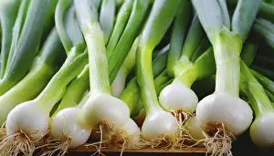 Deserted Garden Vegetables Prints: Vegetable, spring onion or spring onion