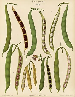 Historical Vegetables Prints: Vegetables, beans, dwarf beans