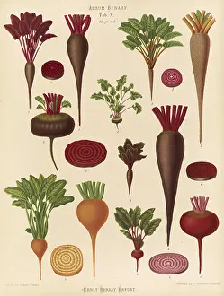 Historical Vegetables Prints: Vegetables, beetroot and turnips