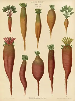 Historical Food Photography Prints: Vegetables, turnips and chard root