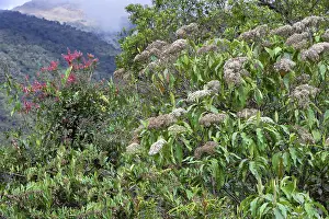 Peruvian Cloud Forest Landscape Prints: Vegetation in the Tropical Cloud Forest