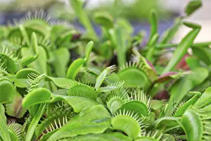 Carnivorous Plant Europe Prints: Venus flytrap (Dionaea muscipula)