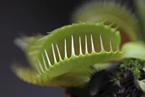 Daytime Outdoor Shots Prints: Venus Flytrap (Dionaea muscipula)