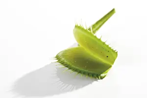 Close Up Flower Prints: Venus Flytrap (Dionaea muscipula)