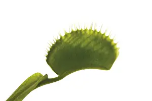 Insectivorous Plant Life Prints: Venus Flytrap (Dionaea muscipula)