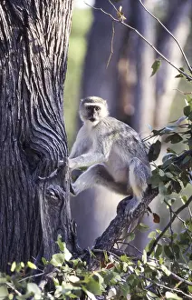 Related Prints: Vervet Monkey Print, Moremi Wildlife Reserve, Botswana
