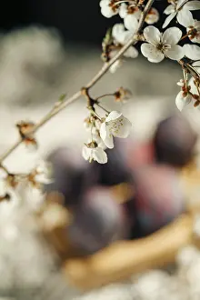 Delicate Cherry Blossoms Prints: Vibrant Easter eggs hidden underneath delicate cherry blossoms