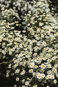 Daytime Meadow Scene Prints: A vibrant image capturing a dense chamomile field