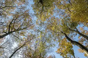 Uninhabited Forest Scene Prints: View through beech trees towards the sky