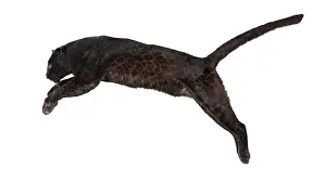 Black Leopard Prints: Side view of a black leopard leaping