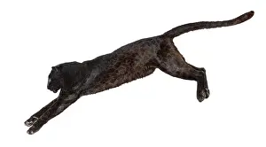 Black Leopard Prints: Side view of a black leopard leaping