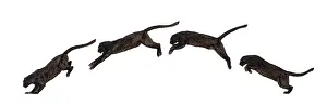 Black Leopard Prints: Side view of a black leopard leaping