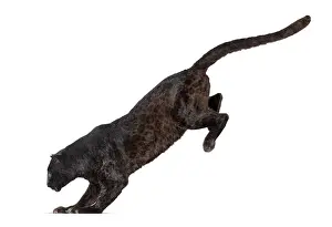 Black Leopard Prints: Side view of a black leopard leaping