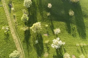View From Above Prints: View from above of blooming trees casting long shadows on green fields