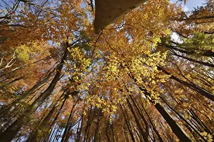Autumnal Forest Landscapes Prints: View of the canopy in autumn beech forest